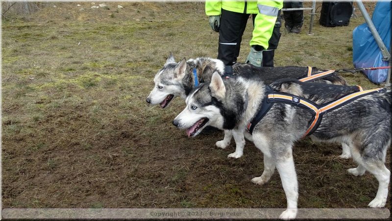 2023_03_husky077.jpg