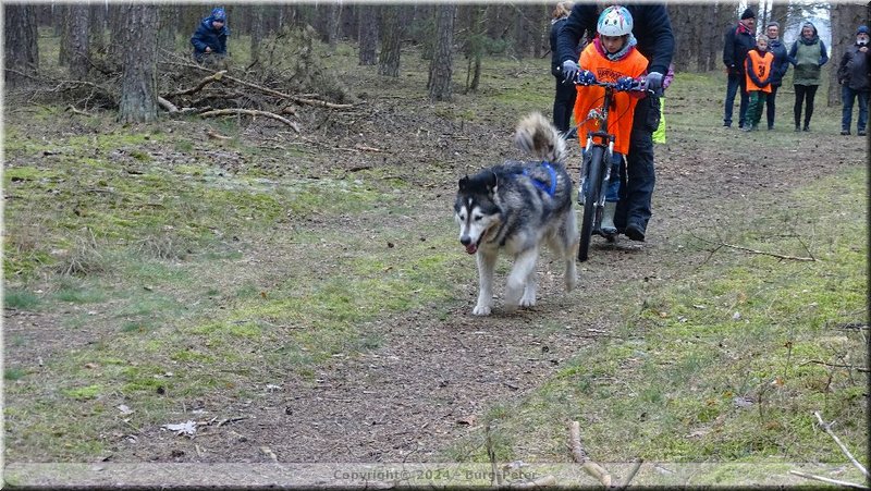 husky112.jpg
