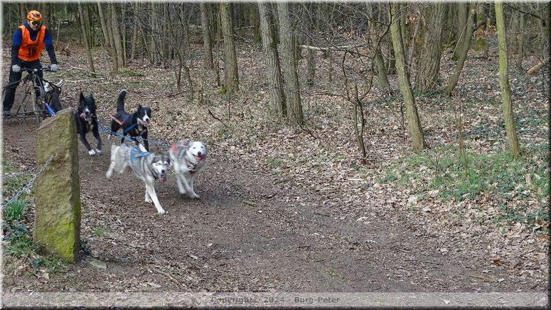 husky234.jpg