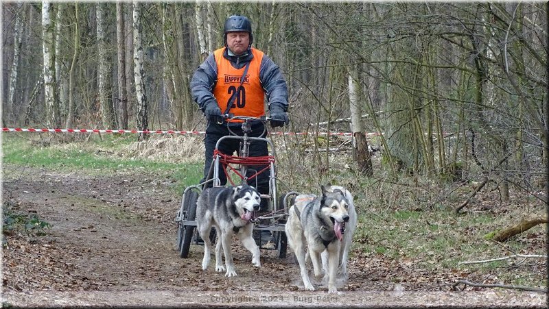 husky239.jpg