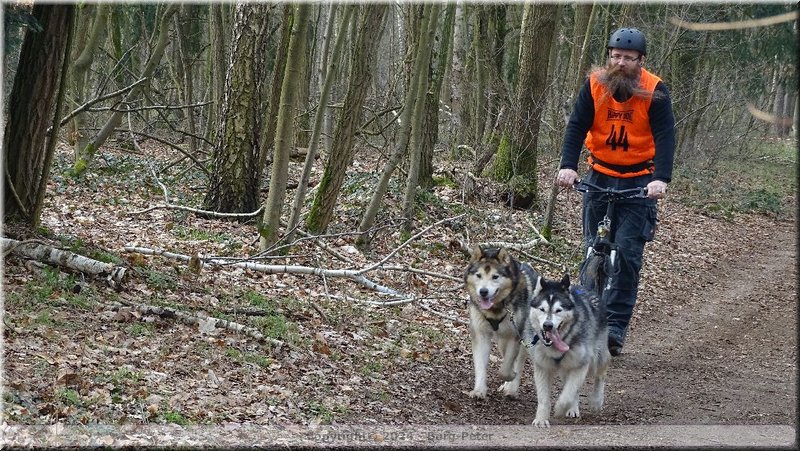 husky282.jpg