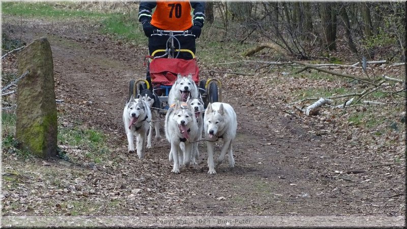 husky322.jpg