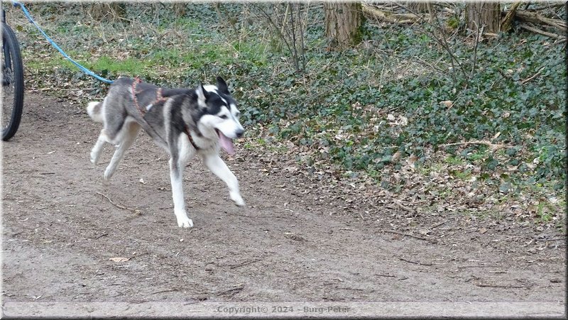 husky331.jpg
