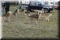 husky163.jpg