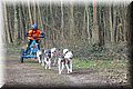husky188.jpg
