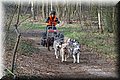 husky205.jpg
