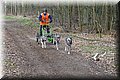 husky236.jpg